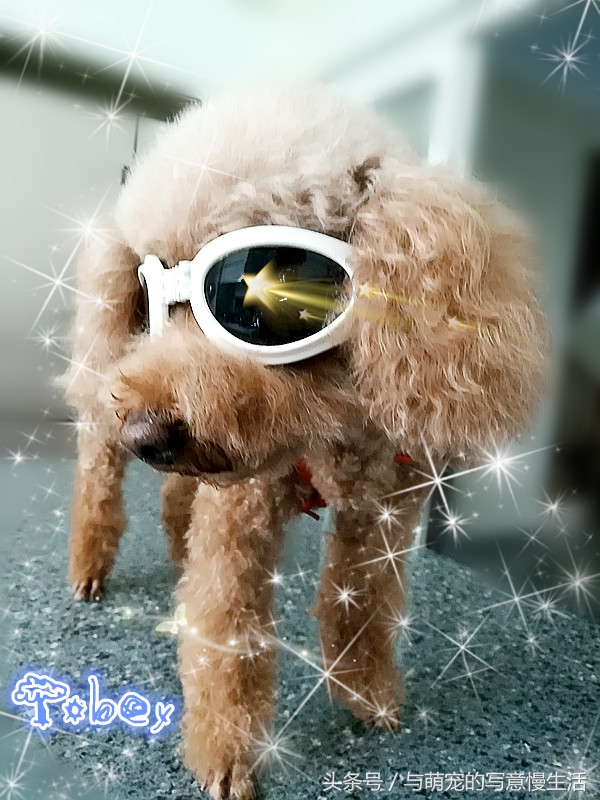 带上狗狗去旅行，“犬行天下”时带些什么装备好？