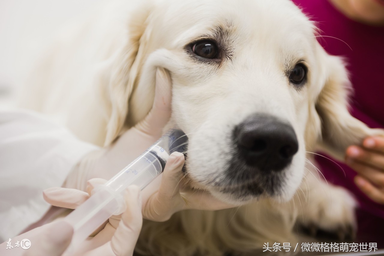 怎么在网上发布领养信息,怎么免费领养一只狗