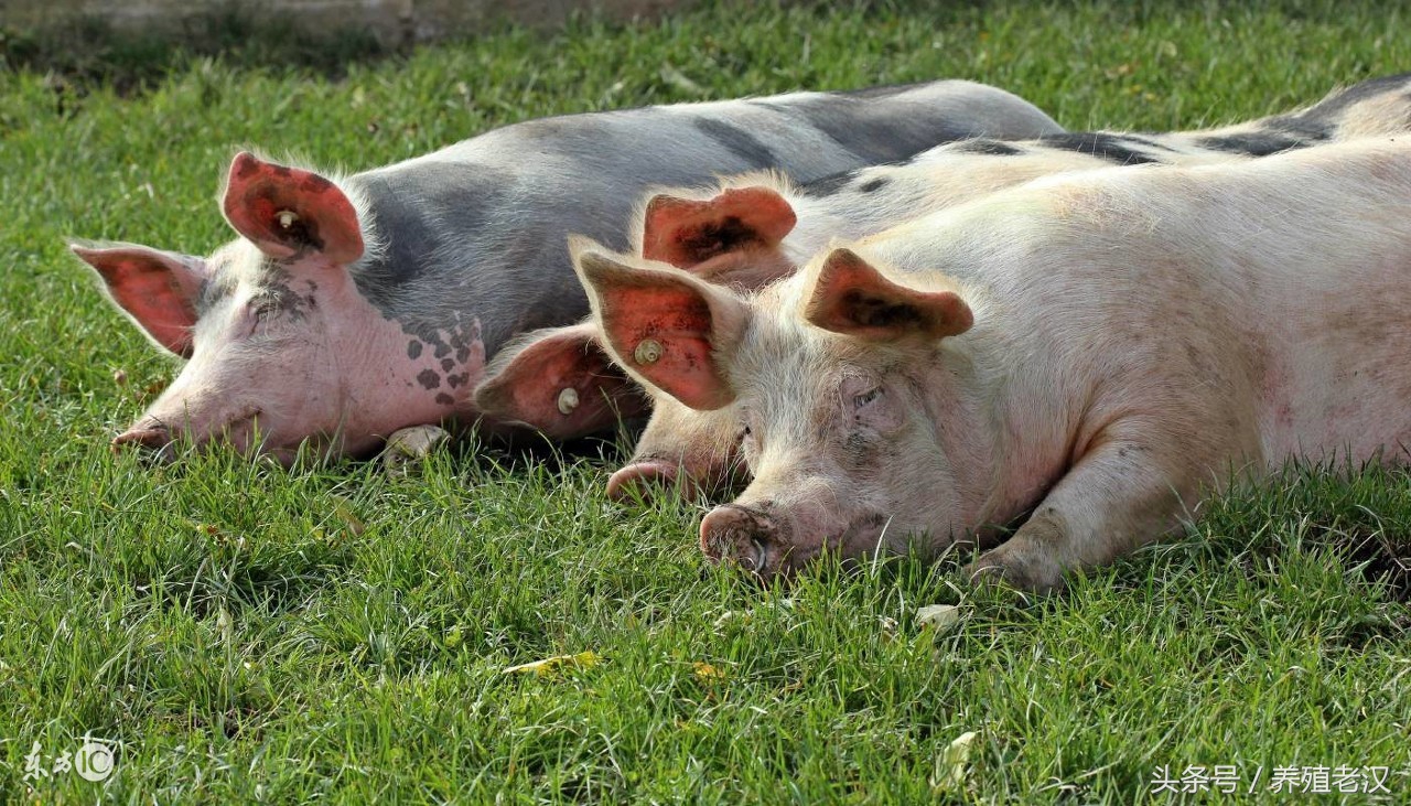 猪不吃食的原因和方法,猪38.5度不吃食是什么原因