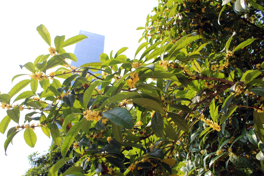 广场喜迎国庆,广场盛装迎国庆