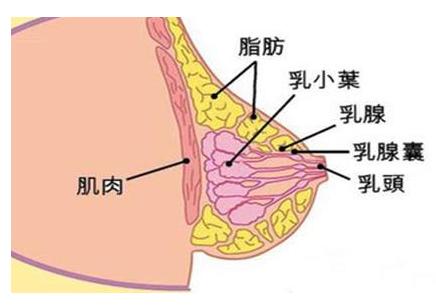 20岁女孩乳腺纤维瘤正常吗,27岁女孩得乳腺纤维瘤
