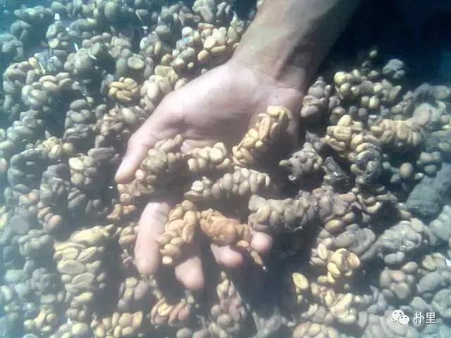 猫屎咖啡的由来和传说,传说中的猫咪咖啡