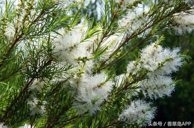 澳洲茶树的发展史,澳洲茶树是松树吗