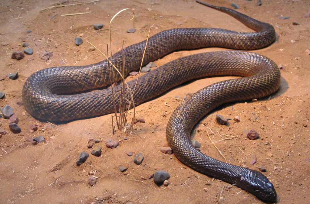 世界十大毒蛇之一的太攀蛇，在陆地毒蛇中毒性排名第三！