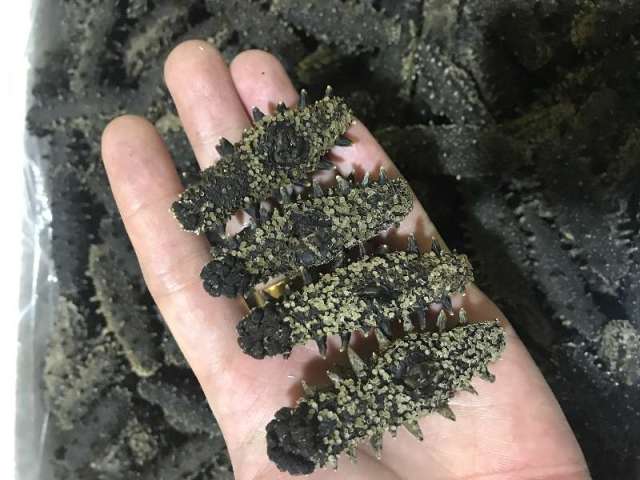 海参真实的营养价值,专家揭秘海参的真实营养价值