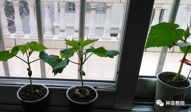 阳台种菜根部烂掉什么原因,阳台种菜黄瓜怎么种植