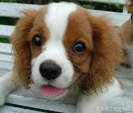 买狗十大骗局揭秘,新手买狗十大忌讳