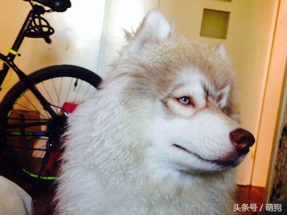 哈士奇的毛特别的长，被形容是只披了羊皮的狼