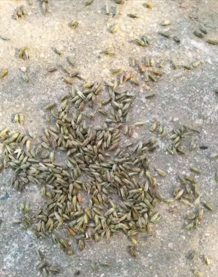 中药牛膝种植时间和方法,种植中药材牛膝技术视频