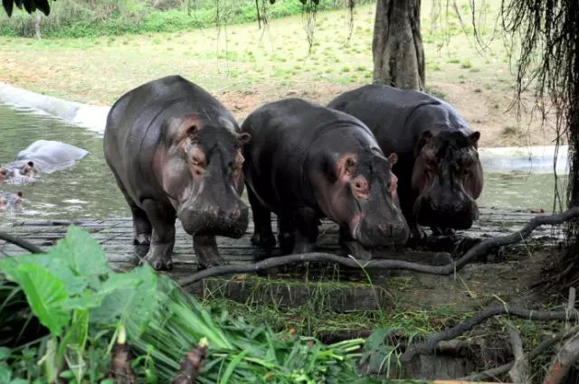广州长隆野生动物园吃东西攻略,广州长隆野生动物园吃喝攻略