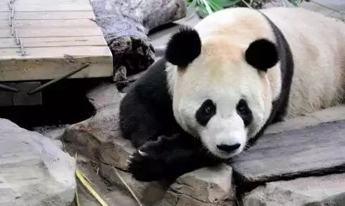 广州长隆野生动物园吃东西攻略,广州长隆野生动物园吃喝攻略