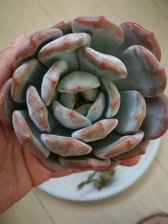 多肉砍头苗扦插后多久生根,多肉砍头生根最快方法