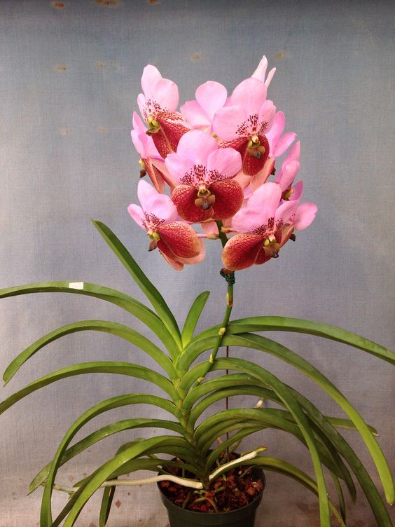 兰花寓意坚强象征着高洁傲骨之风,兰花代表怎样的高洁品质