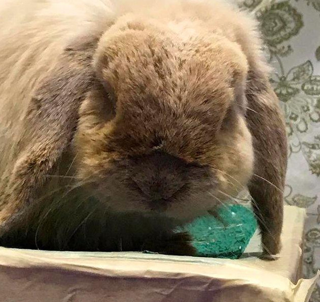 兔子的下牙齿长歪怎么办,兔子下牙长歪了怎么办