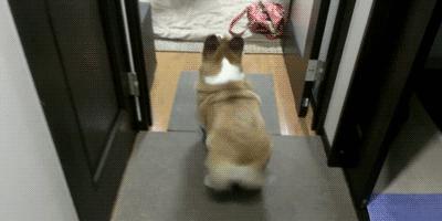 想养一只柯基的视频,想养个柯基多少钱