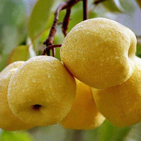 中国梨农的骄傲，你家乡种植过这些品种吗？