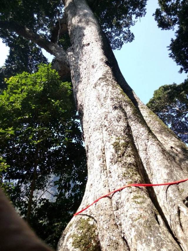 可以传家的菜板红铁木砧板,可以当茶盘的菜板