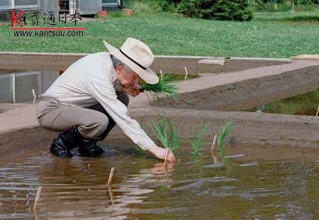 中国大米种植历史,中国大米是谁发明的