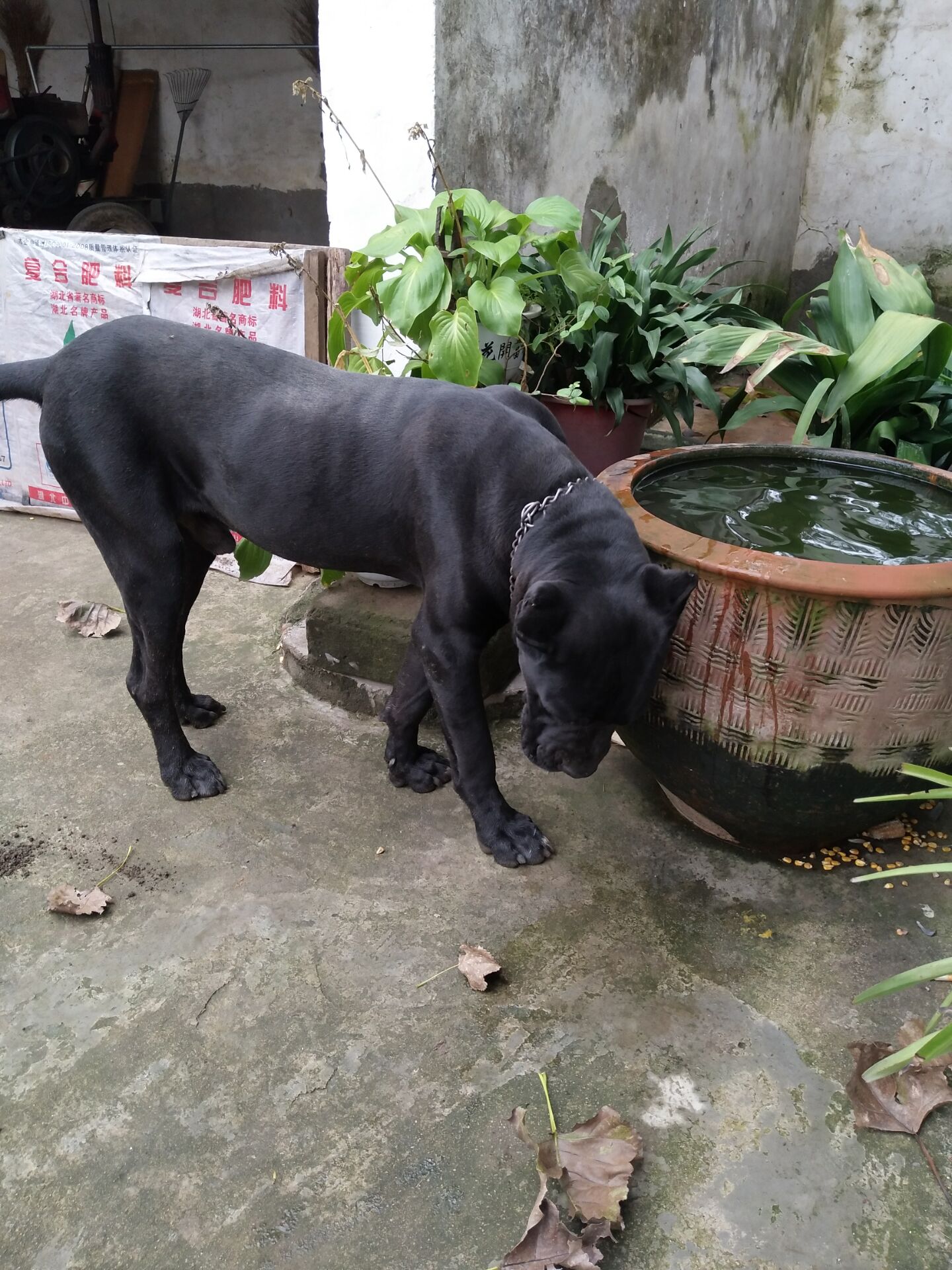 卡斯罗犬2000三条真便宜,3000多的卡斯罗