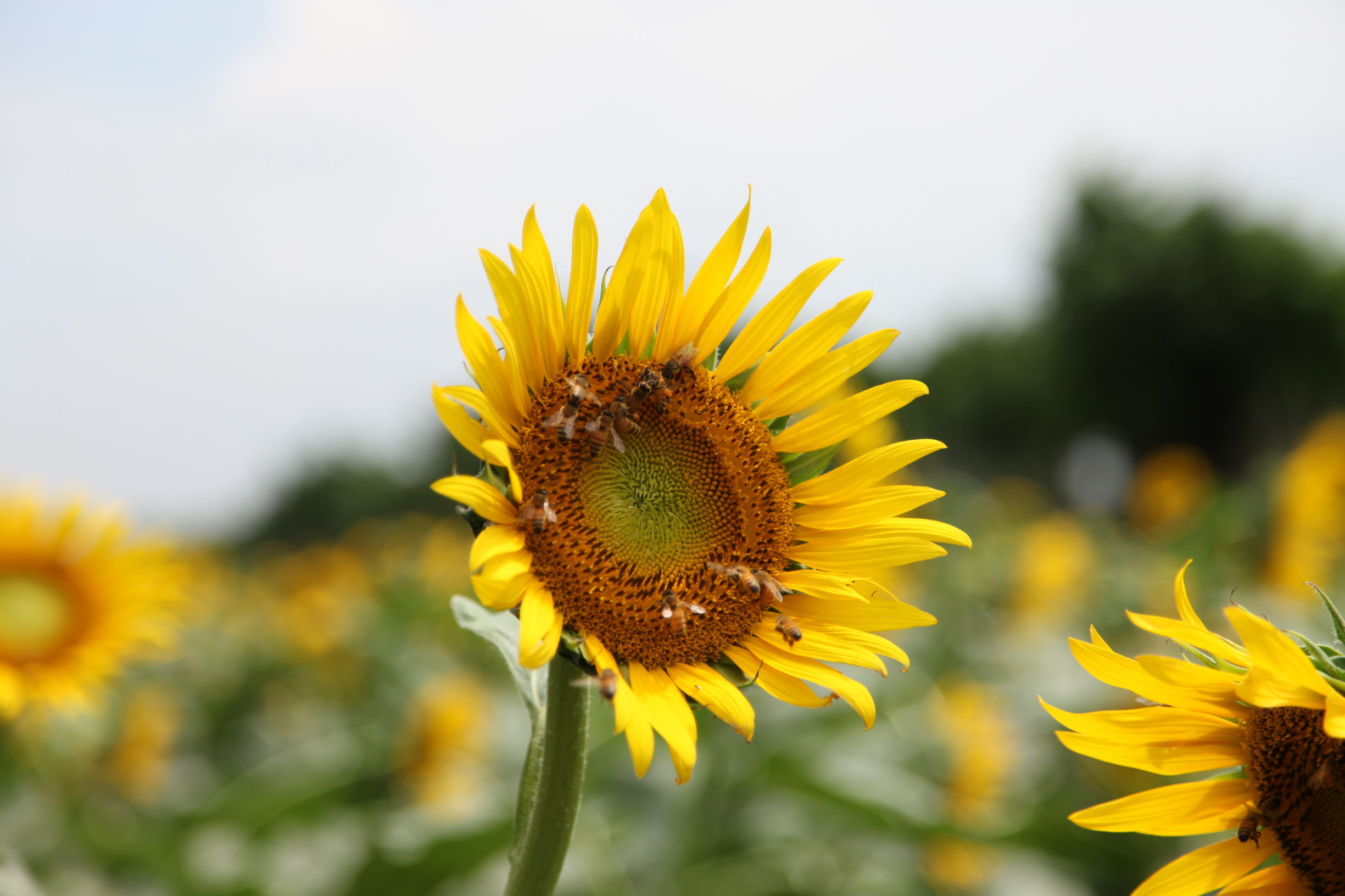 广州南沙百万葵园好不好玩,广州南沙百万葵园门票多少钱