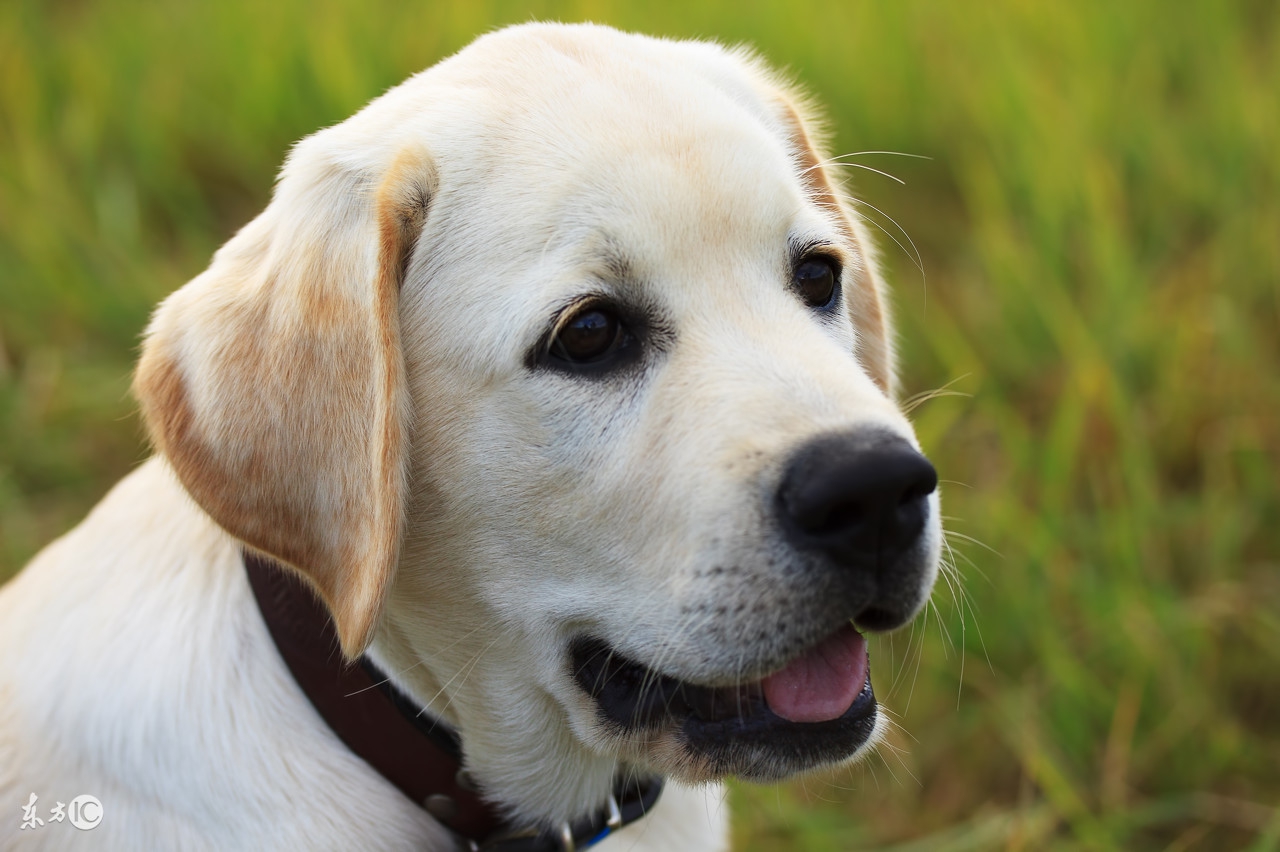 拉布拉多寻回犬品种介绍,拉布拉多犬品种大全带图