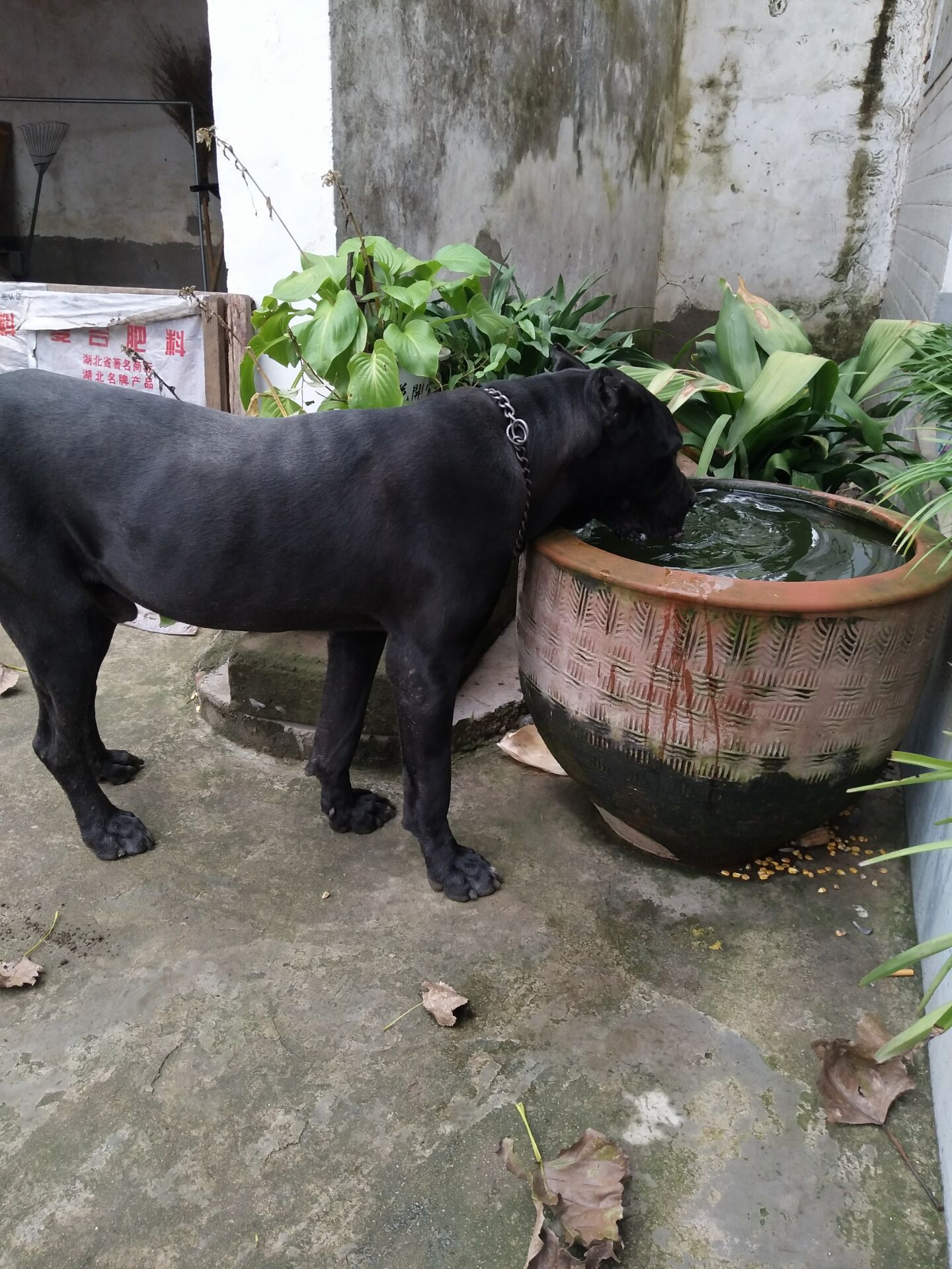 卡斯罗犬2000三条真便宜,3000多的卡斯罗