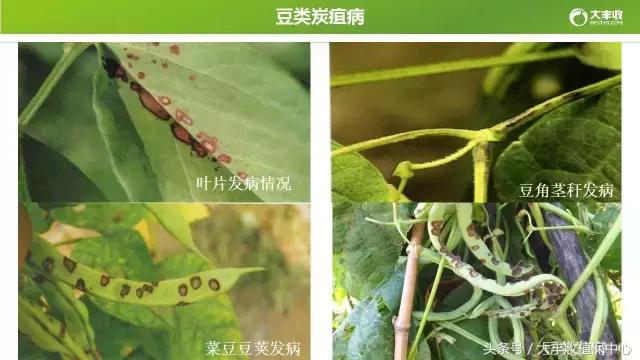豆类容易得的病,荷兰豆类病害图解大全