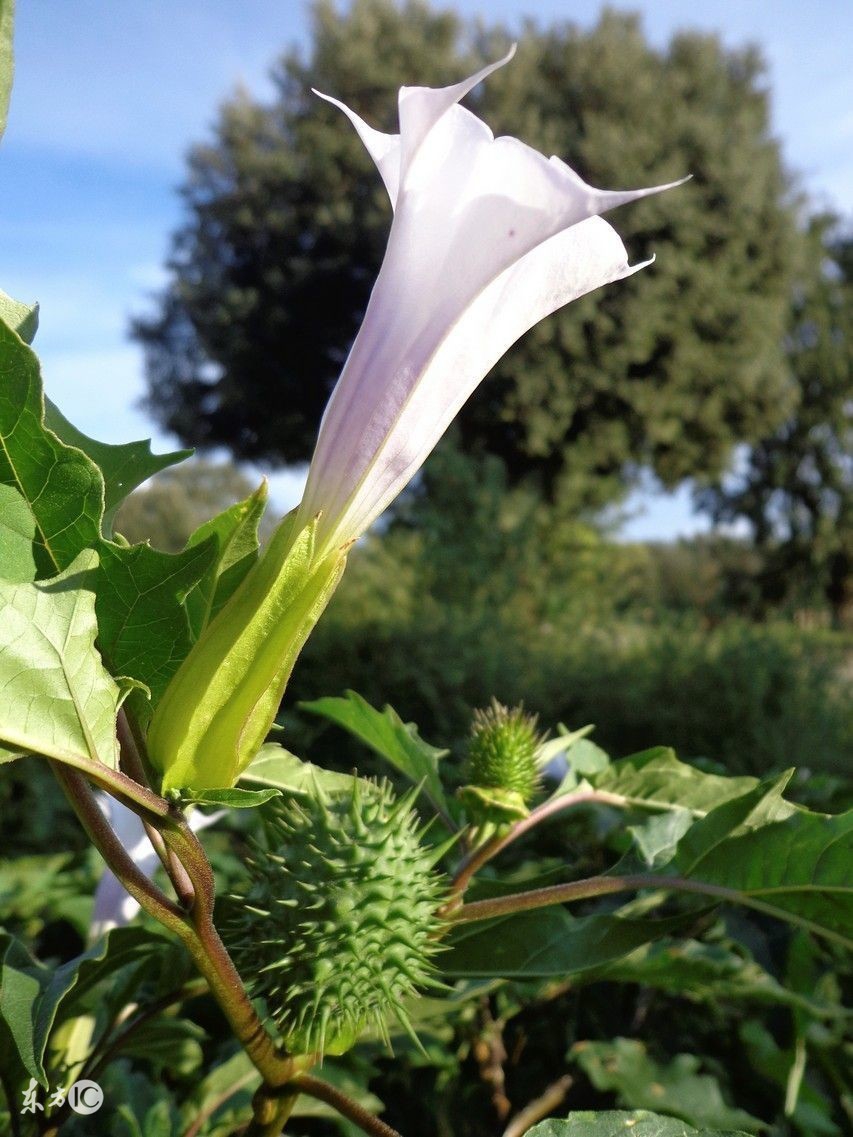牙痛误食曼陀罗送医院急救洗胃水仙含羞草这些花是“毒美人”