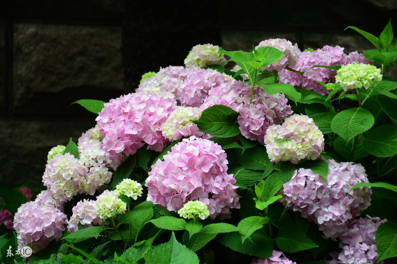 牙痛误食曼陀罗送医院急救洗胃水仙含羞草这些花是“毒美人”