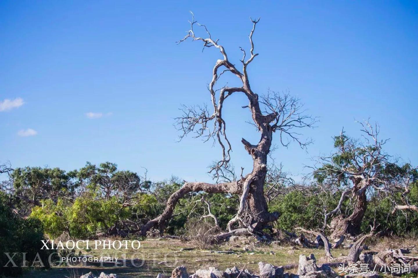 玩转南澳大利亚，这篇最全旅行攻略一定可以帮到你