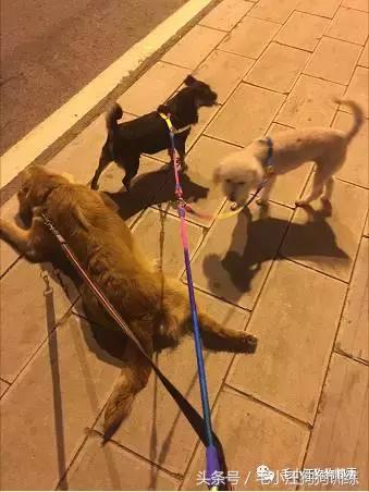 猫狗双全的赢家,狗猫双全的人生赢家