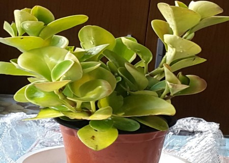 豆瓣绿叶子发黄怎么解决,豆瓣绿植浇水的正确方法