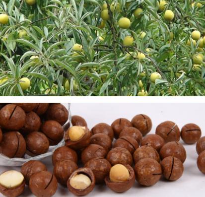 五沃之土,其木宜梅李李子种类繁多,记得小时候天天蹲树上吃!