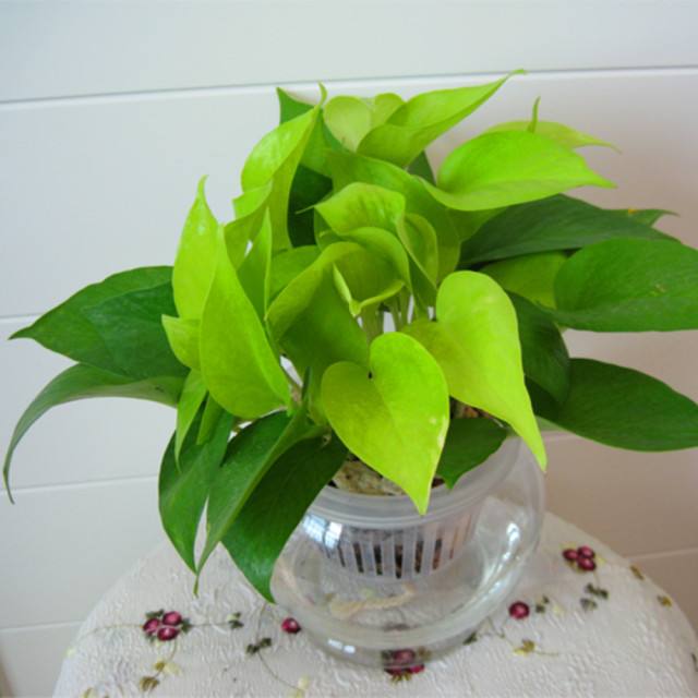 水培绿萝叶子发黄怎么办,水培绿萝烂根怎么办有什么好方法