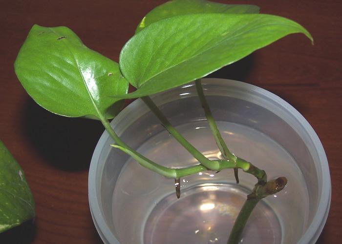 水培绿萝叶子发黄怎么办,水培绿萝烂根怎么办有什么好方法