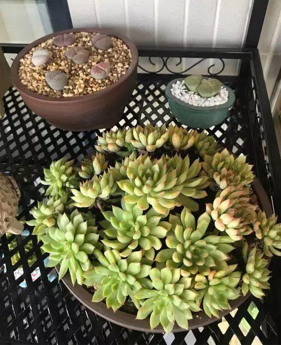 没时间出去玩养多肉,外出旅游多肉怎么办