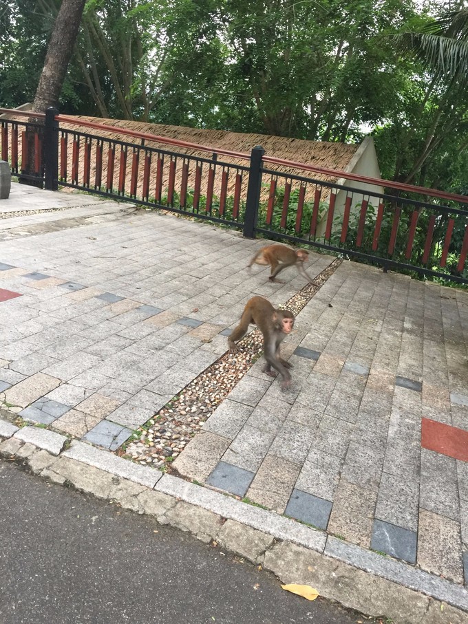 北纬十八度之三亚,北纬18度的旅行三亚游记