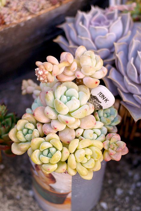 识别标签贴,劳尔和罗琦对决