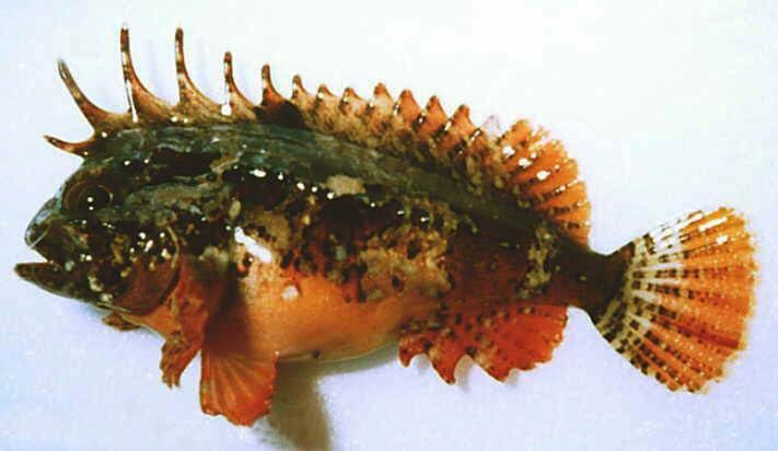 海钓最怕遇到的事,海钓毒物