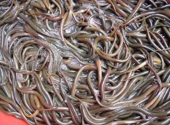 海南人都懂的美食,听说这些菜谱会越吃越瘦