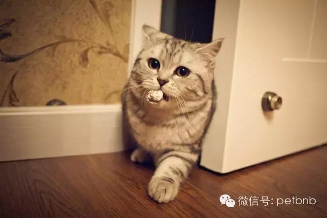 养一只吃货猫是怎样的体验,养一只贪吃的猫是什么感觉