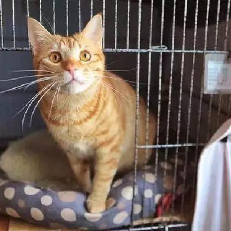 「3月上海领养」给流浪的它们一个温暖的家！