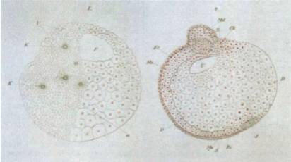 饶毅华大基因,饶毅和饶兵