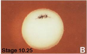 饶毅华大基因,饶毅和饶兵