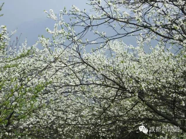 2022成都周边赏花,成都周边游赏花最佳景点