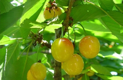 昆明周边采摘樱桃的地方,昆明周边地图全图