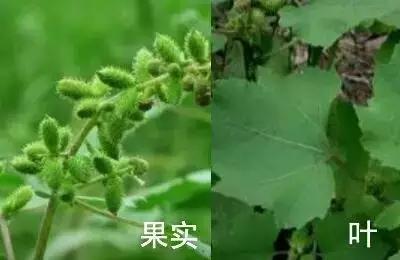 天津人可以吃的各种野菜图谱,天津吃货必须去的小吃