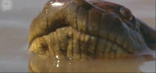 亚马逊河十大恐怖动物森蚺,巨型森蚺和巨型鳄鱼谁厉害