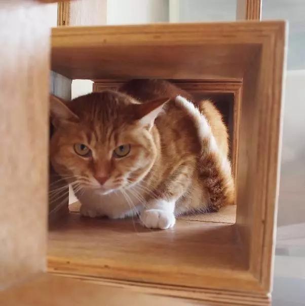 上海市领养流浪动物的地方在哪里,上海市领养小猫的地方