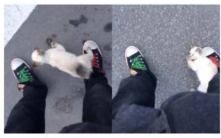 男子路过公园被流浪猫一见钟情，万万没想到，散步都能捡个主子